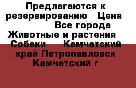 Предлагаются к резервированию › Цена ­ 16 000 - Все города Животные и растения » Собаки   . Камчатский край,Петропавловск-Камчатский г.